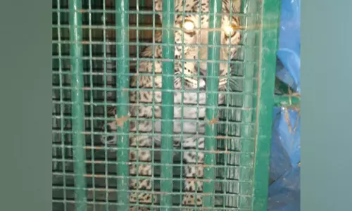 Leopard History Haunts UoH, ICRISAT