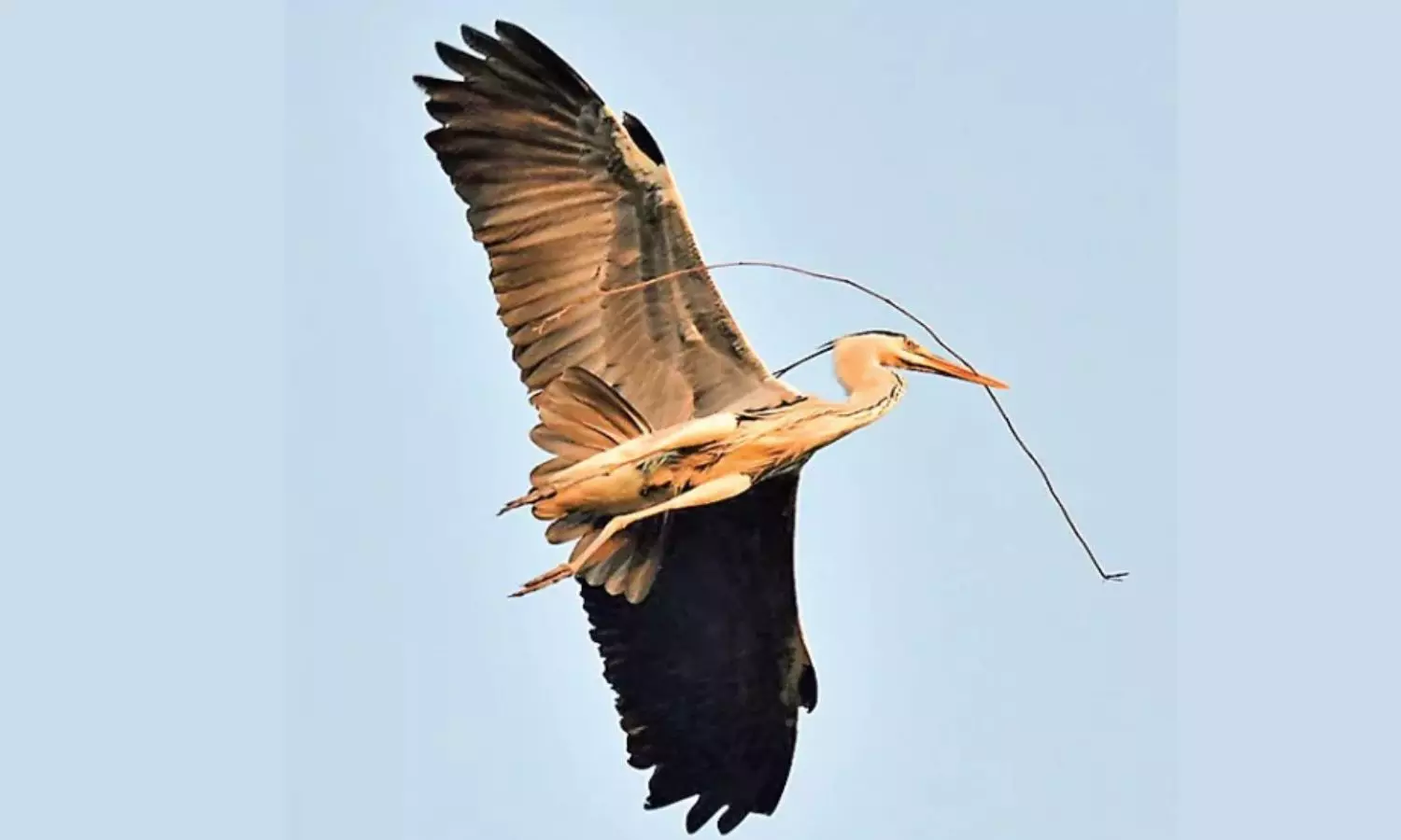 Grey Heron Spotted Near Lower Manair Dam in Karimnagar Grey Heron Spotted Near Lower Manair Dam in Karimnagar