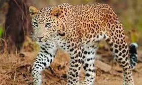 Cameras Yet To Confirm Leopard Presence At Icrisat Cameras Yet To Confirm Leopard Presence At Icrisat