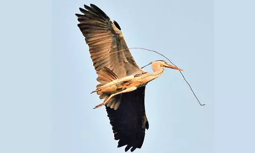 Grey Heron Spotted Near Lower Manair Dam in Karimnagar