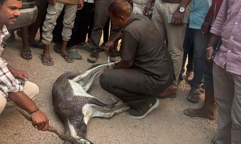 Forest Staff Step Up Night Patrol, Vehicle Checks At Kawal Tiger Reserve
