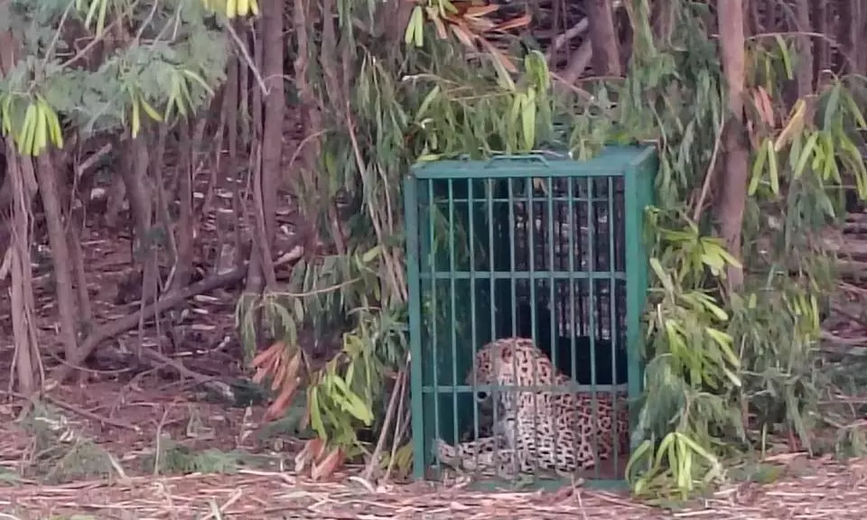 Leopard Sighted At Icrisat Last Week Trapped, Shifted To Hyd Zoo