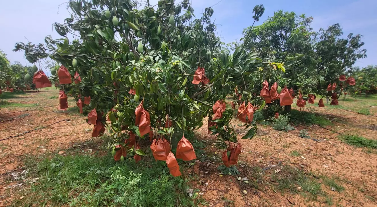AP to Export 10,000 mt Baneshan Mangoes at High Price