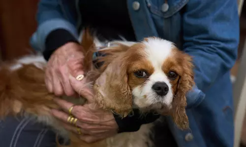 Dog Reunites With Israeli Family After Disappearing For 18 Months In Gaza