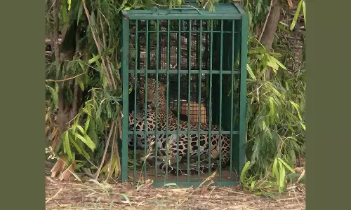 Leopard Trapped at ICRISAT Campus in Hyderabad