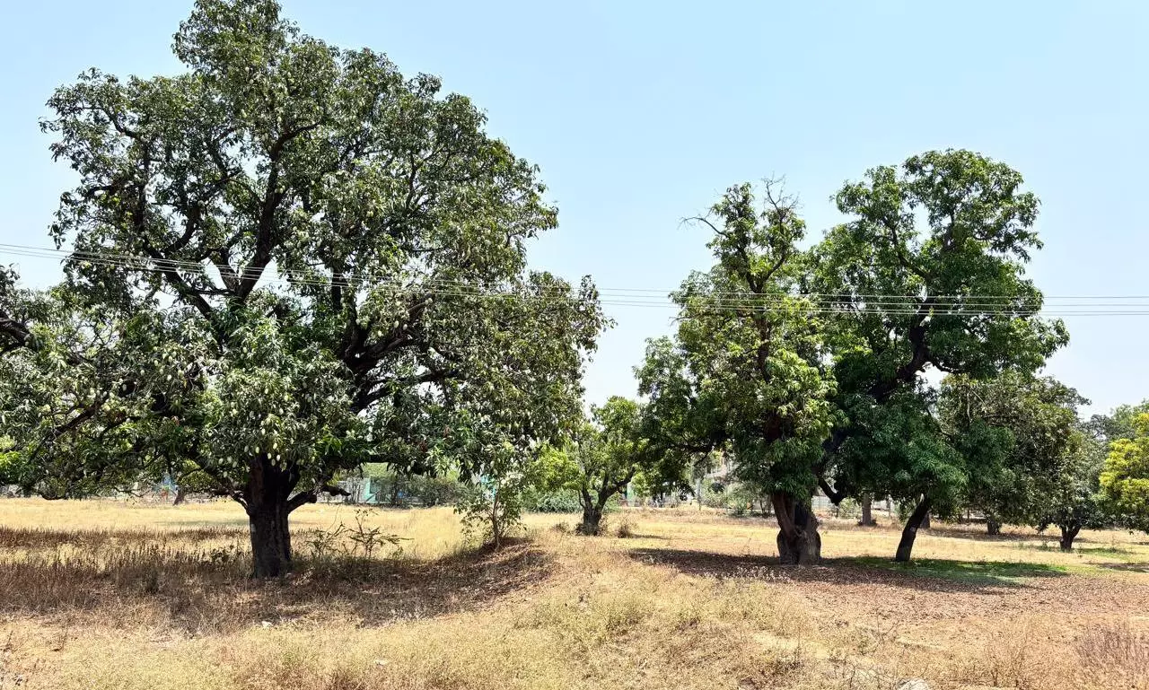 People Fond Of Organic Mangoes At Gaushala