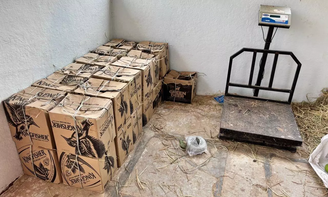 People Fond Of Organic Mangoes At Gaushala