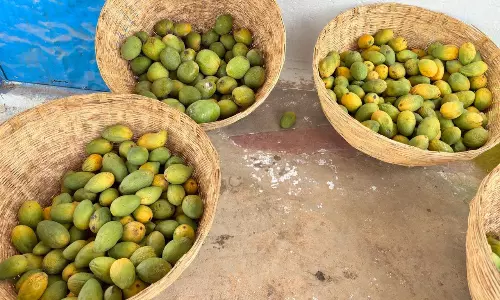 People Fond Of Organic Mangoes At Gaushala