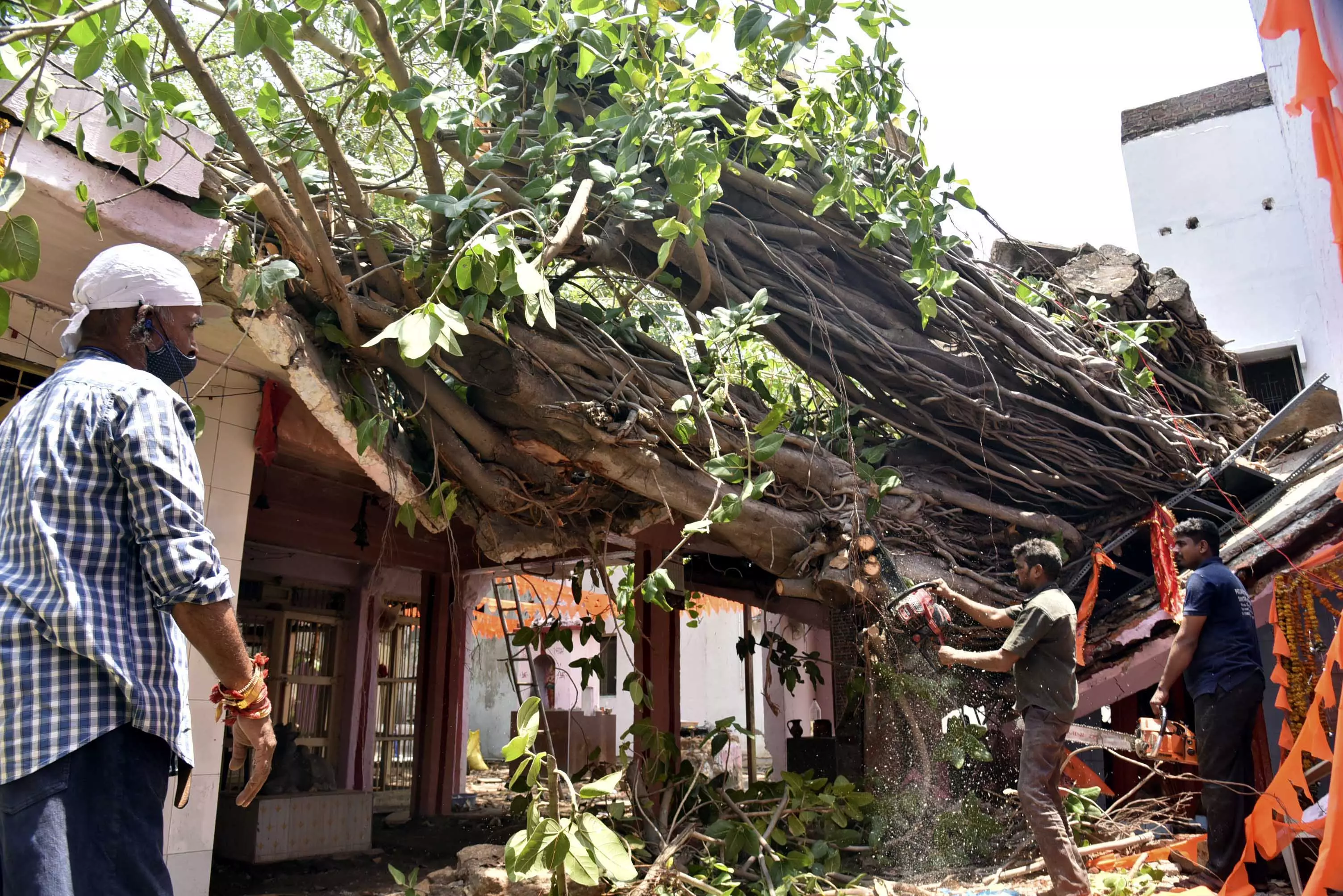 300-yr-old Banyan Tree Crashes, Damages Sri Narasimha Temple in Hyderabad