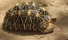 16 Star Tortoises Found Dead In Srikakulam Temple