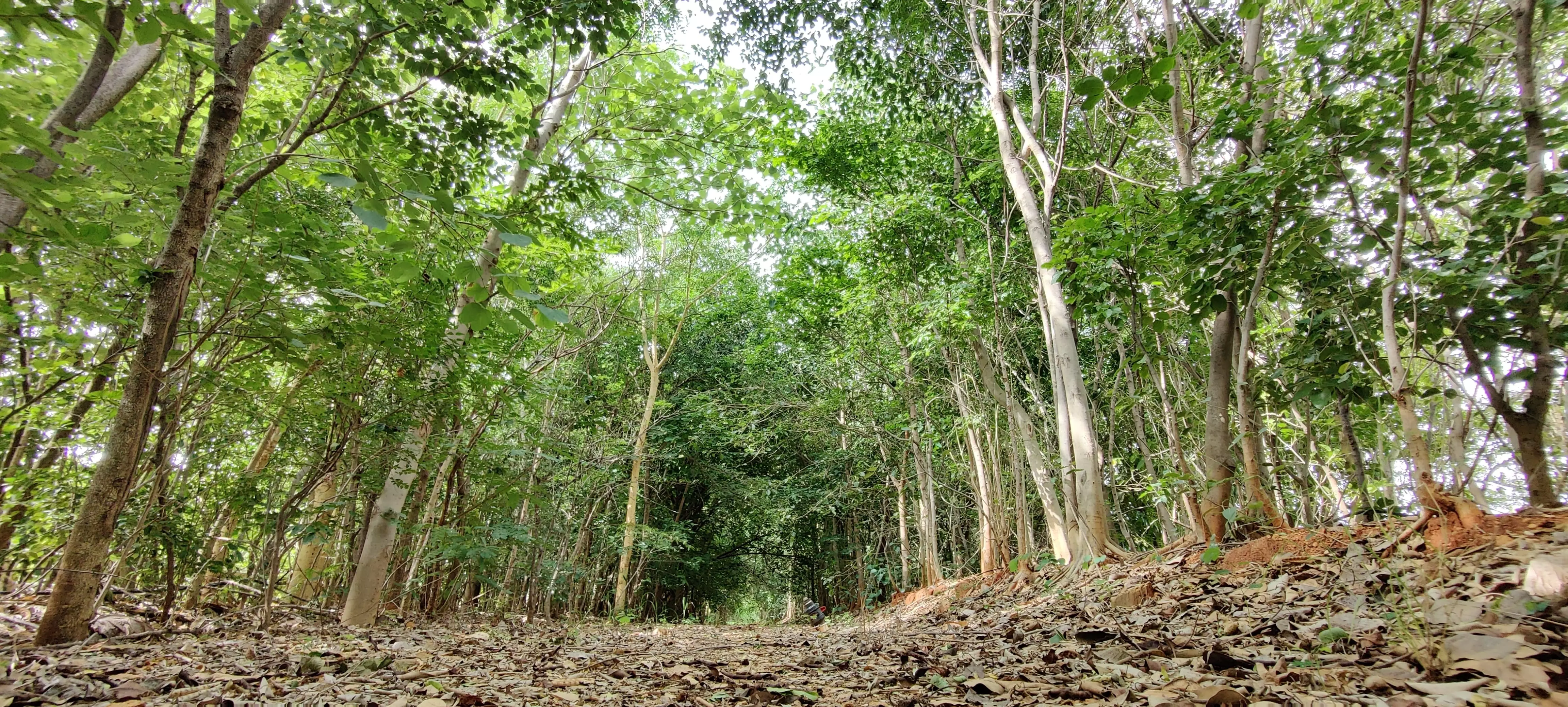 India Lost 18,200 Hectares of Primary Forest in 2024: Global Data