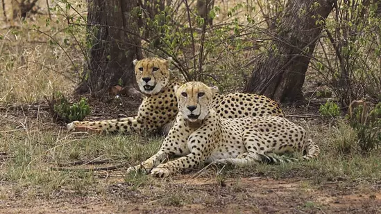 MP: Cheetah Brothers, Pavak, Prabhas, Make First Kill in New Home, Explore 50 sq km Enclosure in 12 hr MP: Cheetah Brothers, Pavak, Prabhas, Make First Kill in New Home, Explore 50 sq km Enclosure in 12 hr