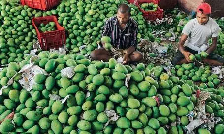 Multiple Issues Making Mango Crop Sour For AP Farmers This Year