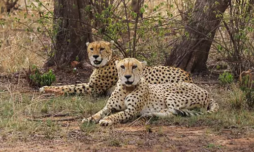 MP: Cheetah Brothers, Pavak, Prabhas, Make First Kill in New Home, Explore 50 sq km Enclosure in 12 hr