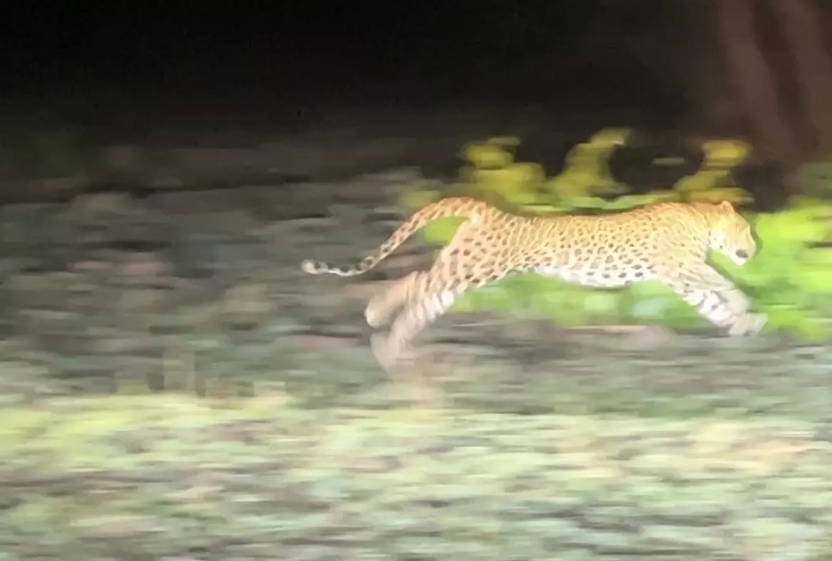 Search on for Second Leopard in Icrisat