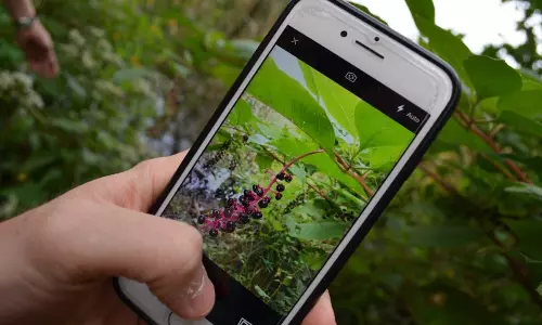 Chance To Document Nearby Biodiversity On iNaturalist App