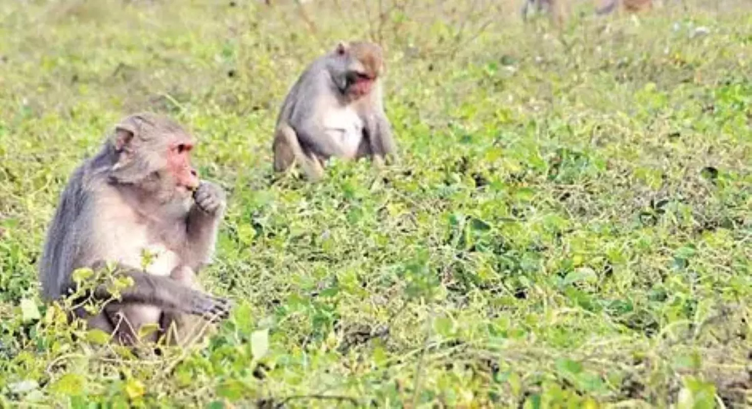 Monkeys Damage Crops, Hurt Women, Children in Warangal, Karimnagar