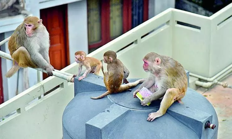 ₹2.25 Crore Monkey Sterilisation Centre Shuts Down, Menace Grows