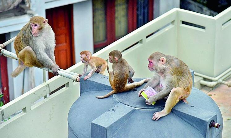 Monkey Menace Disrupts Life in Nirmal, Mudigonda