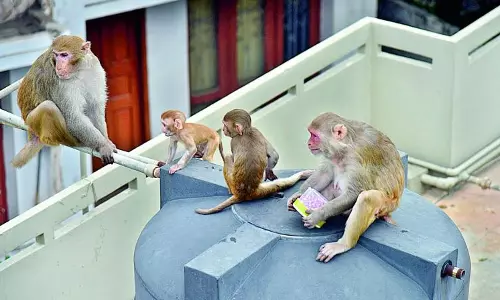 ₹2.25 Crore Monkey Sterilisation Centre Shuts Down, Menace Grows