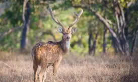 MP Tiger Reserve Records Highest Prey Base Density, Study Shows MP Tiger Reserve Records Highest Prey Base Density, Study Shows