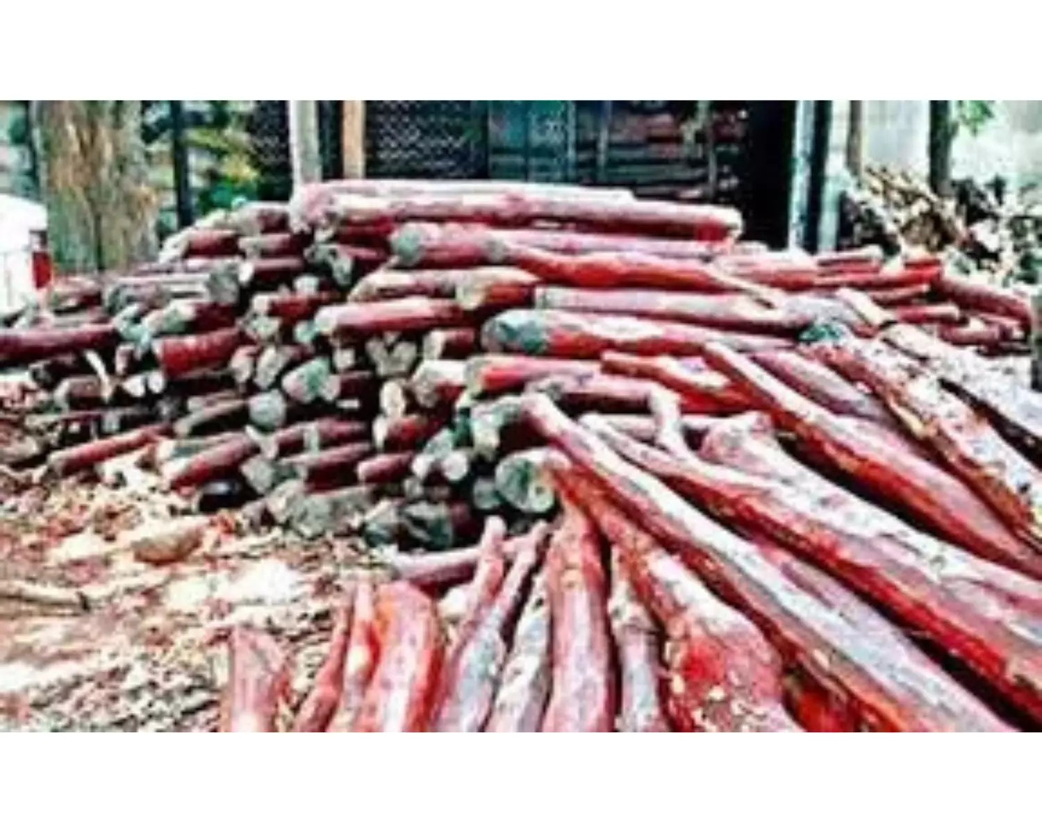 RSASTF Seizes Red Sanders Worth Rs 2.5 crore, Arrests Seven Smugglers
