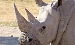 NCERT Textbook Under Fire For Displaying ‘Two-horned’ Rhino and Propagating Poaching Myths NCERT Textbook Under Fire For Displaying ‘Two-horned’ Rhino and Propagating Poaching Myths