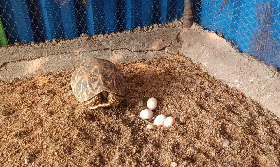 Rare Tortoise Lays Eggs In Deer Park, Draws Tourists