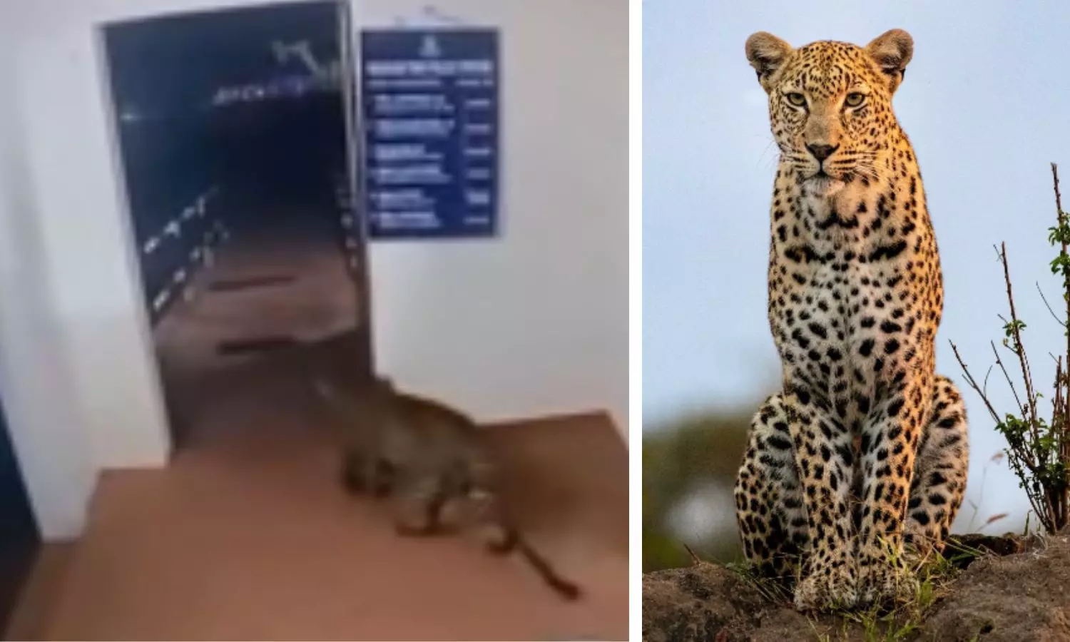 Leopard Strolls into TN Police Station;  Cop’s Calm Response Wins Praise