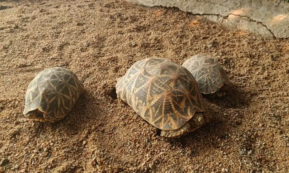 Rare Tortoise Lays Eggs In Deer Park, Draws Tourists