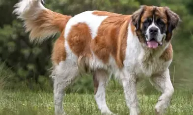 Dharampuri Police File FIR Against Dog Killings