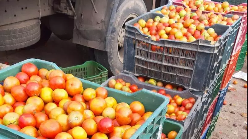 Tomato Prices Crash In Manyam District Tomato Prices Crash In Manyam District