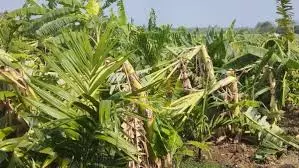 Rain, Gusty Winds Ravage Crops, Leave North AP Farmers In Distress