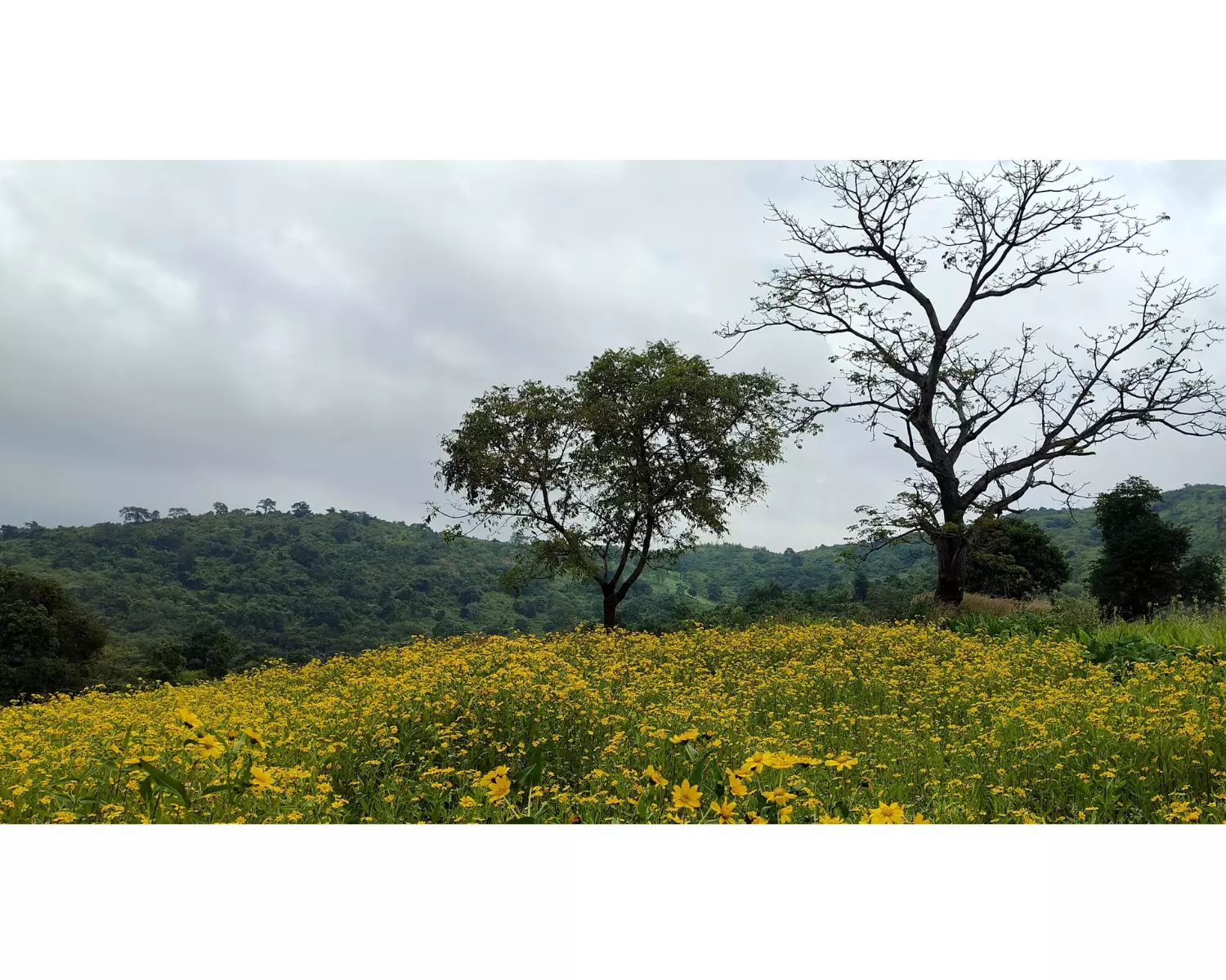 Processing Units To Come Up At Araku