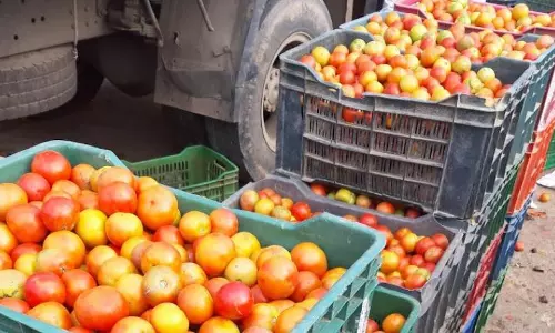 Tomato Glut In Hyderabad: Prices Plummet To ₹8-₹10 Per Kg Range
