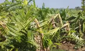 Rain, Gusty Winds Ravage Crops, Leave North AP Farmers In Distress