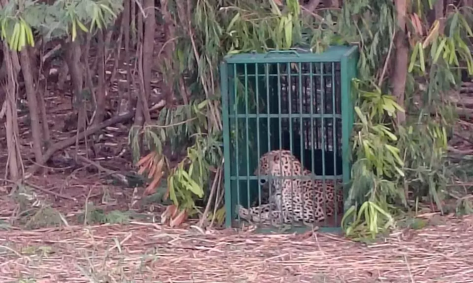 2nd Leopard Still in Icrisat, Suspected to be Pregnant
