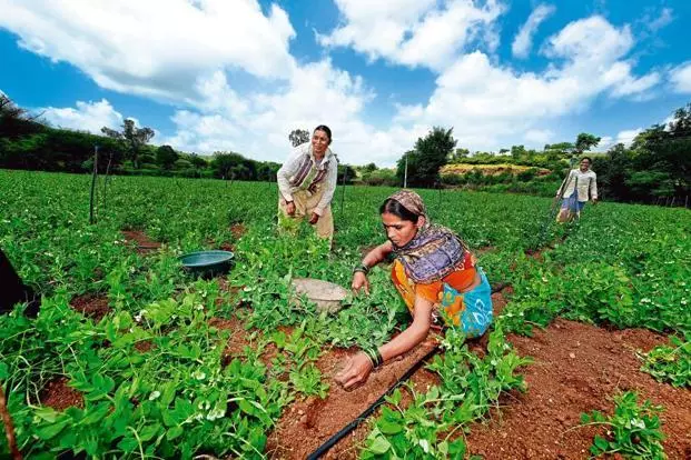 AP Doubles Subsidies to Push Horticulture in Srikakulam