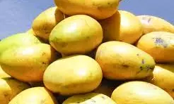Progressive Farmer Grows Exotic Varieties of Mango, Rice