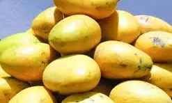 Progressive Farmer Grows Exotic Varieties of Mango, Rice Progressive Farmer Grows Exotic Varieties of Mango, Rice