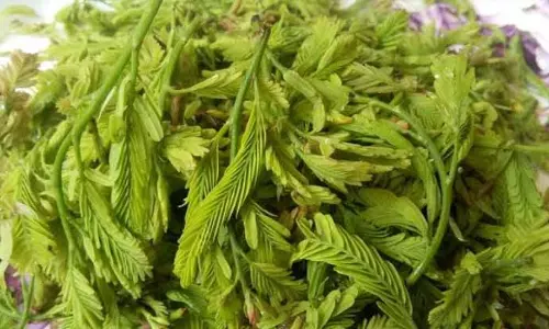 Chinta Chiguru Cost Out-Beating Chicken, Fish, Prawn, Mutton Prices