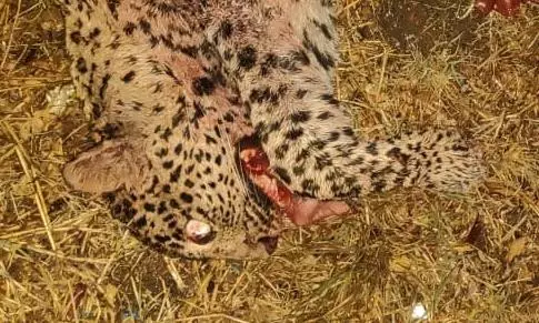 Leopard Dies in Road Accident on NH-44