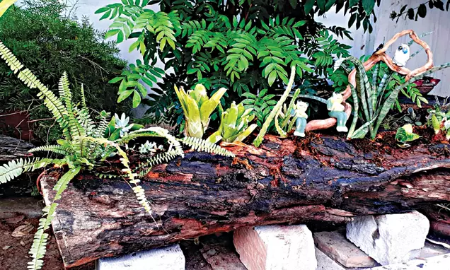 Meadowscaping Green Escapades