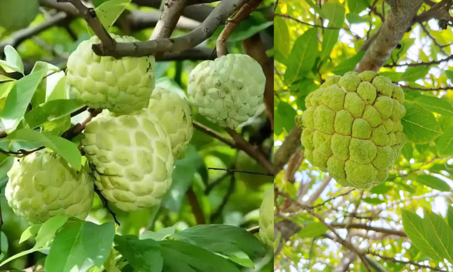 Experts Study Balanagar Custard Apple for GI Tag Experts Study Balanagar Custard Apple for GI Tag