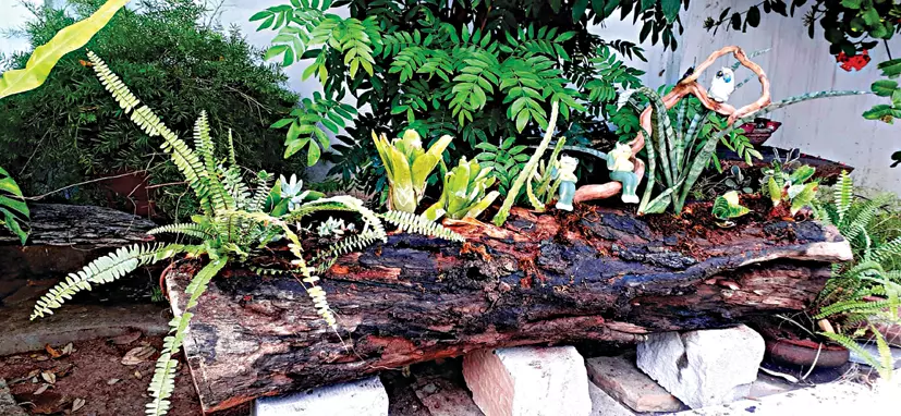 Meadowscaping Green Escapades Meadowscaping Green Escapades