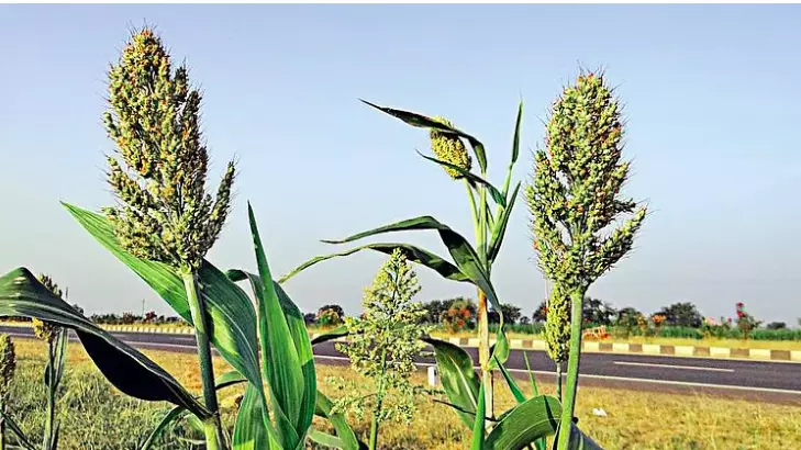 Traders’ Racket Dumps Maha Jowar In TG Traders’ Racket Dumps Maha Jowar In TG