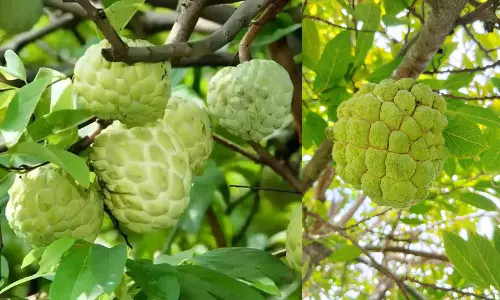 Experts Study Balanagar Custard Apple for GI Tag Experts Study Balanagar Custard Apple for GI Tag