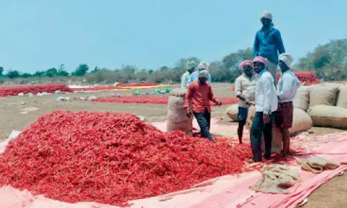 Centre Announces Support for Telangana Chilli Farmers