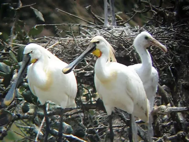 Bird Flu Scare In UP: All Zoos Shut, Central Authority Constitutes Five-member Panel