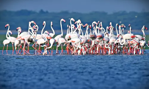 Nelapattu, Pulicat in Limelight on World Migratory Bird Day Today